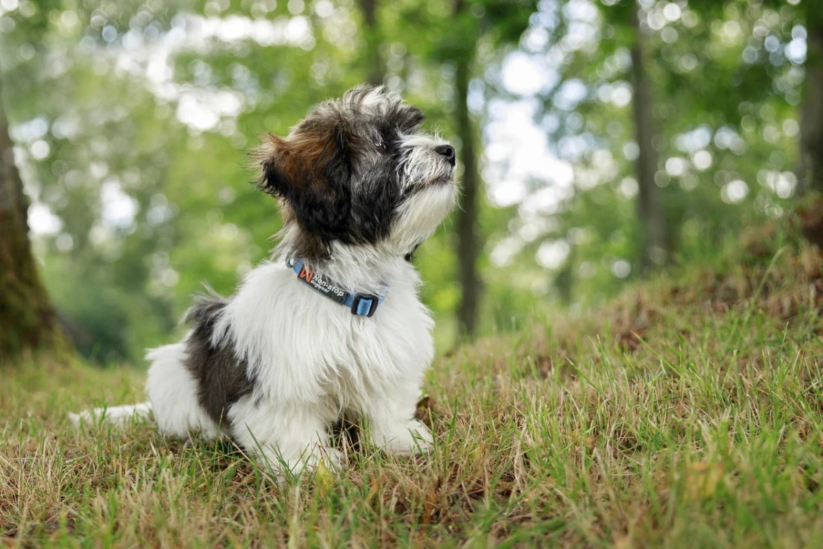 Non-stop Tumble collar - Image 5