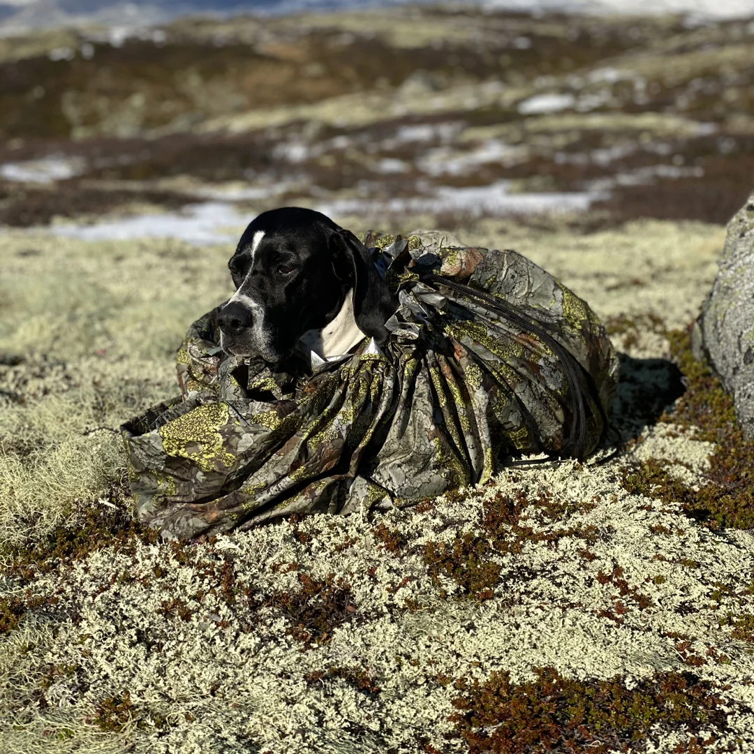 Jervehiet - Image 4